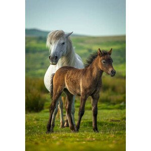 Umělecká fotografie Young and adult horse, Roy Anderson, (26.7 x 40 cm)