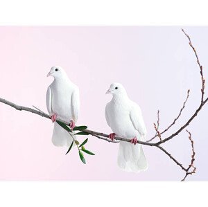 Umělecká fotografie Two white doves with olive branch, John Scott, (40 x 30 cm)