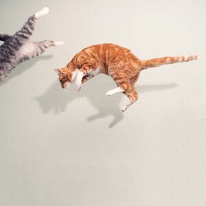Umělecká fotografie Cats in mid air against white wall, Paula Daniëlse, (40 x 40 cm)