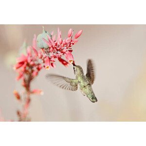 Umělecká fotografie Hummingbird at desert flowers, SusanGaryPhotography, (40 x 26.7 cm)