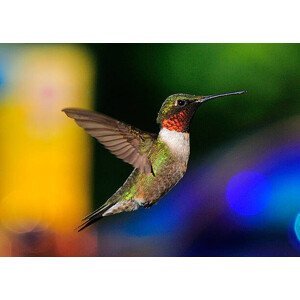Umělecká fotografie Ruby Throated Hummingbird, H .H. Fox Photography, (40 x 30 cm)