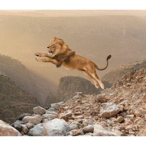 Umělecká fotografie Lion jumping on mountain, John M Lund Photography Inc, (40 x 35 cm)