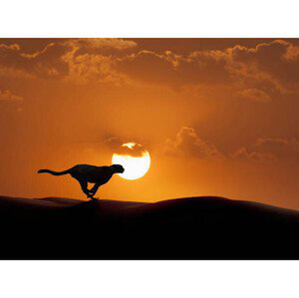 Umělecká fotografie Silhouette of cheetah running in desert, John M Lund Photography Inc, (40 x 30 cm)