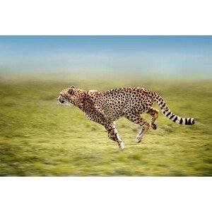 Umělecká fotografie running cheetah, Freder, (40 x 26.7 cm)