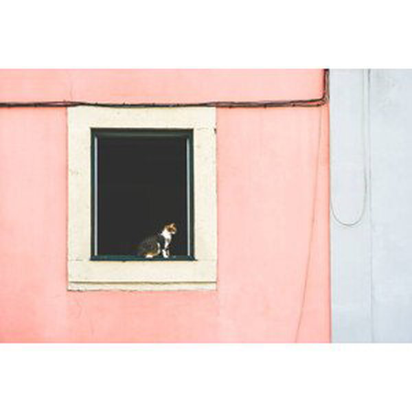 Umělecká fotografie A cat in an open window, saulgranda, (40 x 26.7 cm)