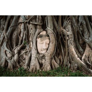 Umělecká fotografie Buddha head between tree branches, Hugo Abad, (40 x 26.7 cm)