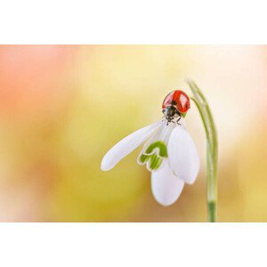 Ilustrace Close-up image of a 7-spot ladybird, Jacky Parker Photography, (40 x 26.7 cm)