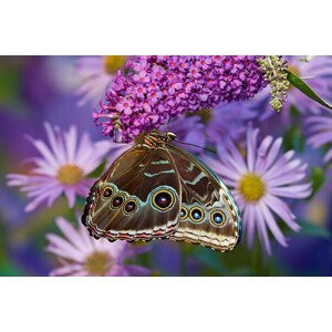 Umělecká fotografie Blue Morpho with wings closed and eye spots, Darrell Gulin, (40 x 26.7 cm)