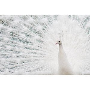 Umělecká fotografie Closeup of a White Peacock bird, Cindy Prins, (40 x 26.7 cm)
