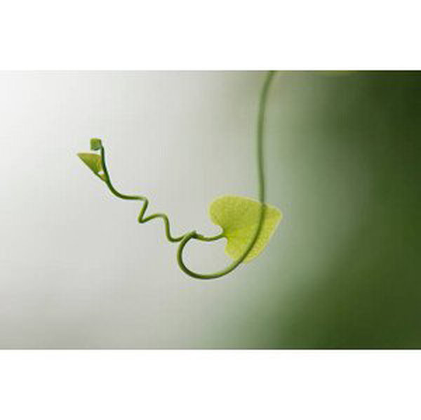 Umělecká fotografie Delicate plant tendril, PhotoAlto/Michele Constantini, (40 x 26.7 cm)