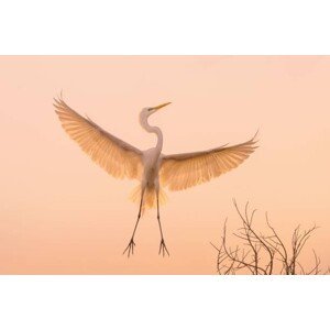 Umělecká fotografie Graceful white Heron in flight, Wirestock, (40 x 26.7 cm)