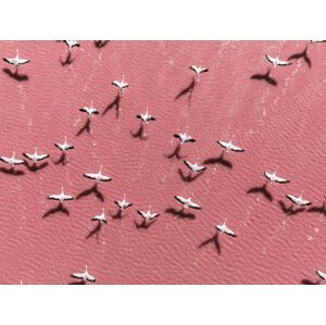 Umělecká fotografie Drone image close to flamingos flying, Abstract Aerial Art, (40 x 30 cm)