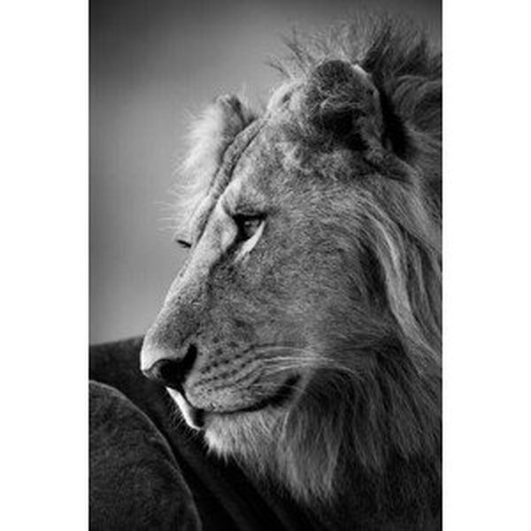Umělecká fotografie Mono close-up of male lion looking left, nicholas_dale, (26.7 x 40 cm)