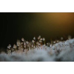 Umělecká fotografie Close up of dew on frosty, Catherine Falls Commercial, (40 x 26.7 cm)