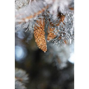 Umělecká fotografie Frozen pinecones in winter, sangfoto, (26.7 x 40 cm)