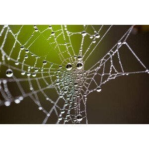 Umělecká fotografie Water drops on spider web needles, Tommy Lee Walker, (40 x 26.7 cm)