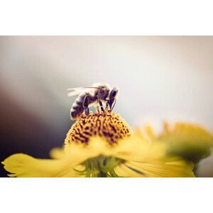 Umělecká fotografie Honeybee collecting pollen from a flower, mrs, (40 x 26.7 cm)