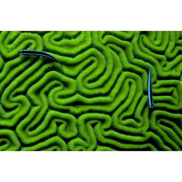 Umělecká fotografie Grooved Brain Coral, Dash Shemtoob, (40 x 26.7 cm)