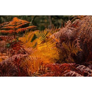 Umělecká fotografie dry ferns in a forest in fall, vicvaz, (40 x 26.7 cm)