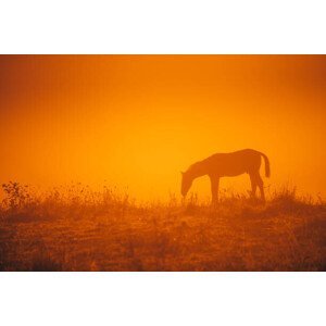 Umělecká fotografie Horse silhouette on morning meadow. Orange, kovop58, (40 x 26.7 cm)
