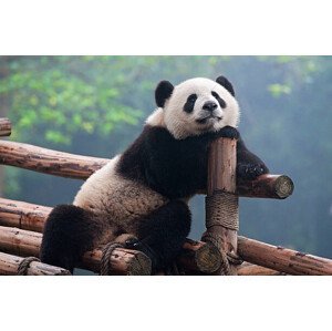 Umělecká fotografie Cute panda bear, Hung_Chung_Chih, (40 x 26.7 cm)