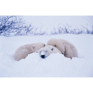 Umělecká fotografie Polar bear  sleeping in snow, George Lepp, (40 x 26.7 cm)