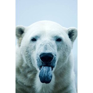 Umělecká fotografie Polar Bear closeup portrait, Mark Newman, (26.7 x 40 cm)