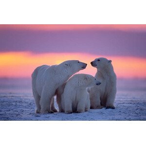 Umělecká fotografie Polar bear with yearling cubs, JohnPitcher, (40 x 26.7 cm)