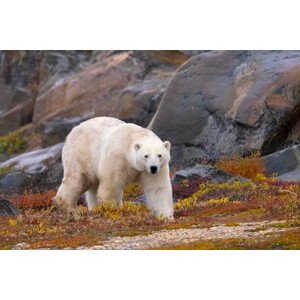 Umělecká fotografie Polar Bear adult male in autumn colors, Stan Tekiela Author / Naturalist / Wildlife Photographer, (40 x 26.7 cm)