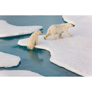 Umělecká fotografie Two polar bears climbing out of water., SeppFriedhuber, (40 x 26.7 cm)