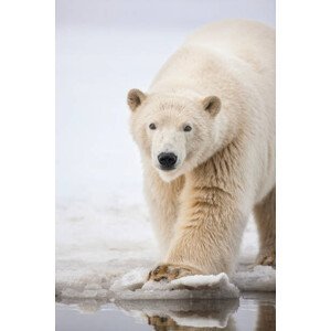 Umělecká fotografie Polar bear portrait., Patrick J. Endres, (26.7 x 40 cm)