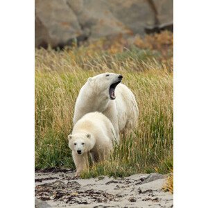 Umělecká fotografie Polar Bear mother and cub, sow and cub, Stan Tekiela Author / Naturalist / Wildlife Photographer, (26.7 x 40 cm)