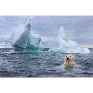 Umělecká fotografie Polar Bear Swimming near Sea Ice, Paul Souders, (40 x 26.7 cm)