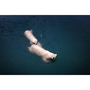 Umělecká fotografie Mom and cub Polar bears swimming at Spitsbergen, Posnov, (40 x 26.7 cm)