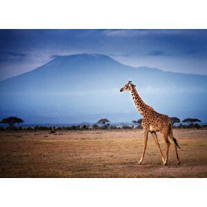 Umělecká fotografie Giraffe Walking in Front of Mount, Vicki Jauron, Babylon and Beyond Photography, (40 x 30 cm)