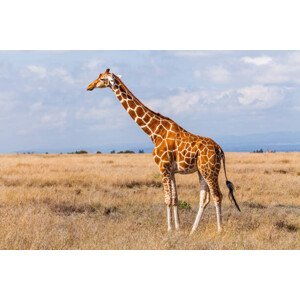 Umělecká fotografie Giraffes in the savannah, Kenya, Anton Petrus, (40 x 26.7 cm)