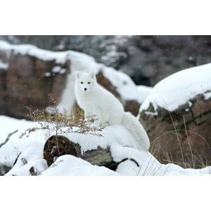 Umělecká fotografie Arctic fox in snow, Jason Paige, (40 x 26.7 cm)