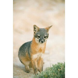 Umělecká fotografie Island Fox (Urocyon littoralis), Kevin Schafer, (26.7 x 40 cm)
