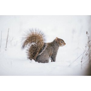 Umělecká fotografie Fluffy friend,Close-up of gray squirrel on, SAMANTHA MEGLIOLI / 500px, (40 x 26.7 cm)