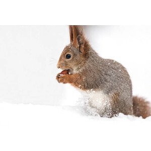 Umělecká fotografie young red squirrel sitting in white, Mr_Twister, (40 x 26.7 cm)