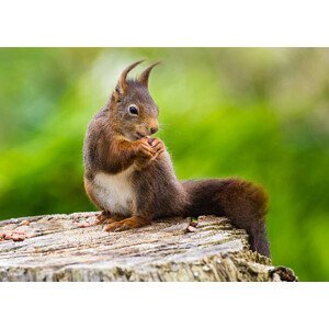 Umělecká fotografie Red Squirrel (Sciurus vulgaris), mille19, (40 x 30 cm)