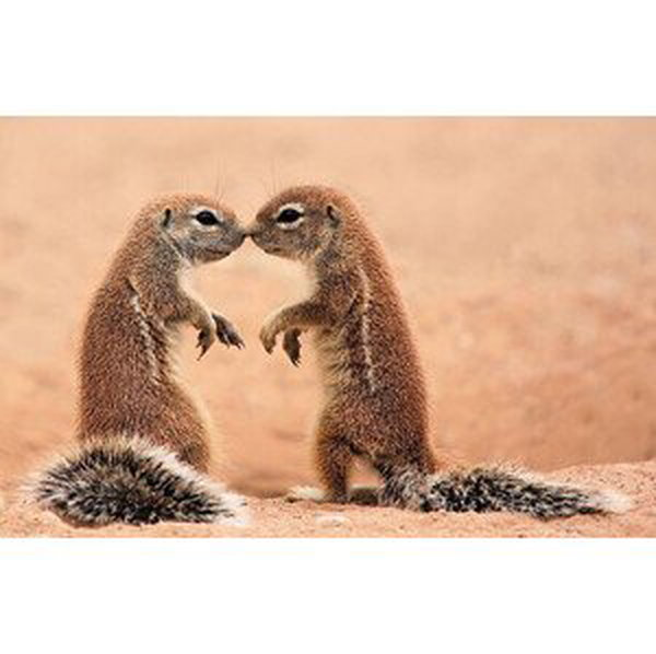 Umělecká fotografie Kissing ground Squirrels, AdelevSchalkwyk, (40 x 26.7 cm)