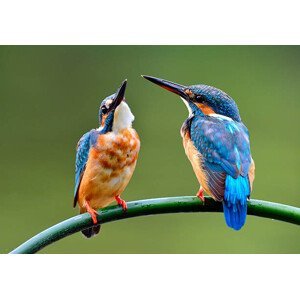 Umělecká fotografie The lovely pair of Common Kingfisher, PrinPrince, (40 x 26.7 cm)