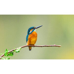 Umělecká fotografie kingfisher, Yaorusheng, (40 x 24.6 cm)