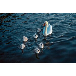 Umělecká fotografie Urban Mute Swan newly hatched family, CHUNYIP WONG, (40 x 26.7 cm)