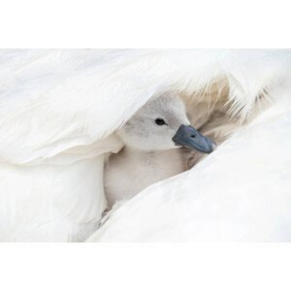 Umělecká fotografie Close-up image of a cute, white,, Jacky Parker Photography, (40 x 26.7 cm)