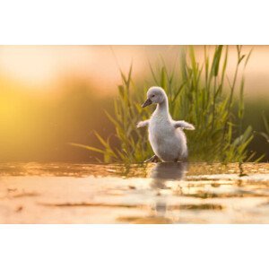 Umělecká fotografie Close-up of swan in lake,Fenniscourt,Ireland, Marcin Kaczmarkiewicz / 500px, (40 x 26.7 cm)