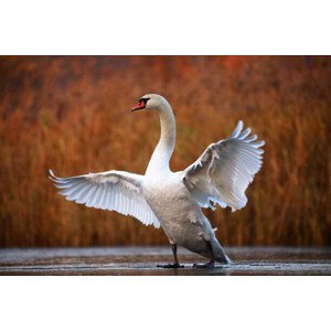 Umělecká fotografie Swan on ice, Antagain, (40 x 26.7 cm)