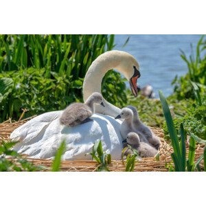 Umělecká fotografie Close-up image of Mute swans -, Jacky Parker Photography, (40 x 26.7 cm)