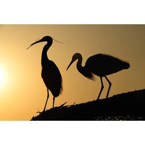 Umělecká fotografie two heron gathering in the sunset, sam_eder, (40 x 26.7 cm)